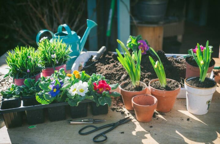 De juiste planten voor een klimaatbestendige tuin